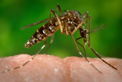 Exército irá combater mosquito da dengue e zika no Nordeste, diz ministro