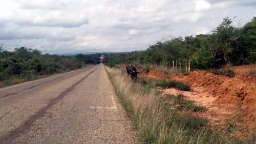 Caetité: animais soltos e buracos na BR-122 oferece perigo aos condutores de veículos 