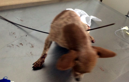 Caetité: Adolescentes ferem animal com vergalhão