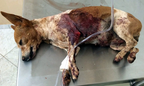 Caetité: Adolescentes ferem animal com vergalhão