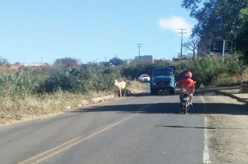 Sudoeste: Continua comum ver animais soltos nas rodovias; cresce o alerta para risco de acidentes 