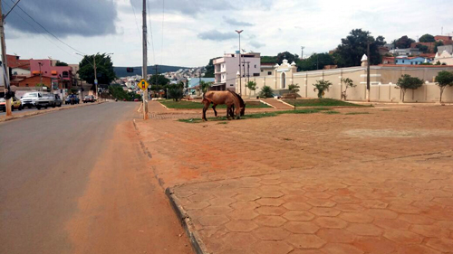 Caetité: soltos, cavalos causam transtornos a população 