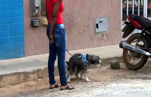 Moradores fazem apelo por calçadas e ruas sem cocô de cachorro em Caetité