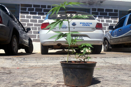 Pés de maconha são apreendidos no bairro Alto do Cristo em Caetité