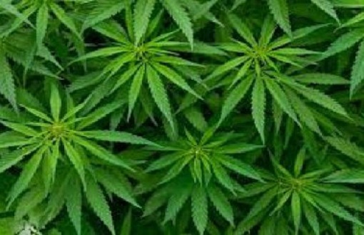 Bebês expostos à maconha possuem visão mais desenvolvida