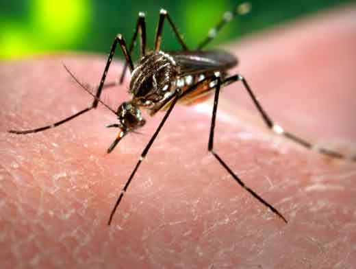 Vacina em teste reduz casos de dengue em 56%
