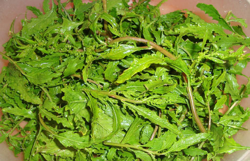 Livro revela uso de plantas medicinais e saberes tradicionais do Sudoeste da Bahia