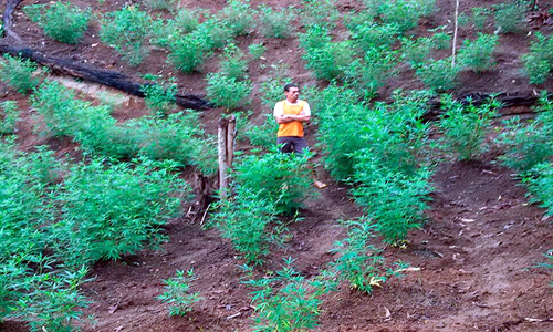 Sudoeste baiano: Polícia encontra plantação com 300 pés de maconha 