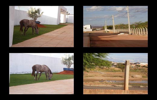 Guanambi: animais pastam nas vias públicas