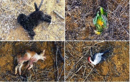 Homem matou gato, cachorro, passarinho e iria matar a esposa por ter votado em Dilma