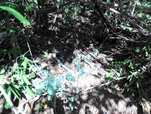 Caetité: Ossada humana é encontrada na zona rural 