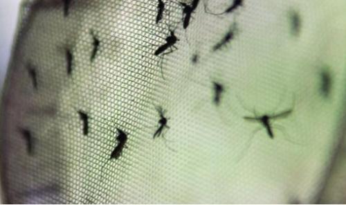 Pesquisadores buscam soro para combater o zika