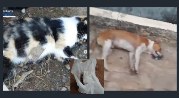 Imagens de envenenamento de animais causam indignação na população de Rio de Contas